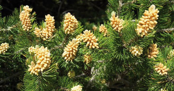 Pine – Flor de Bach que ayuda a soltar la culpa